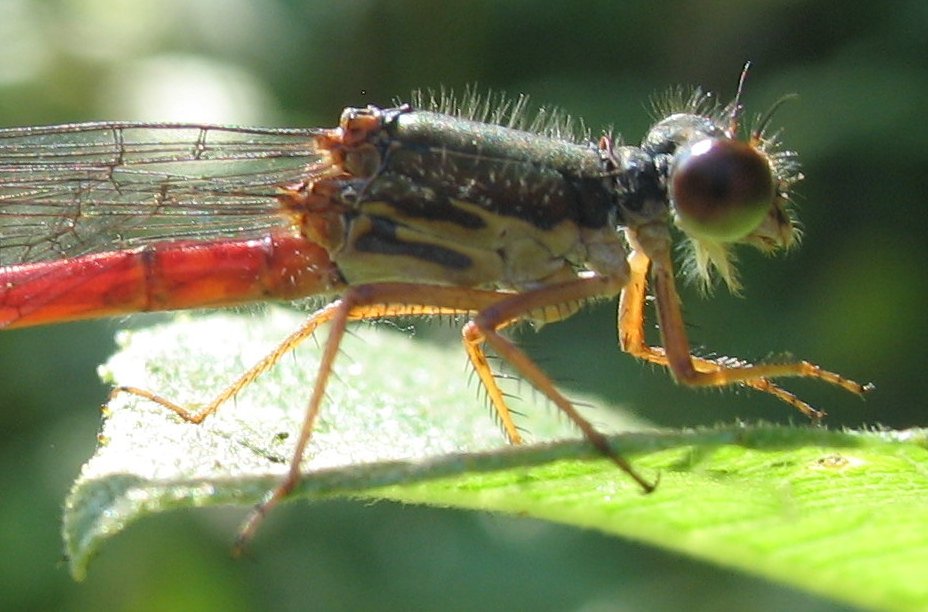 Petite nymphe au corps de feu 003